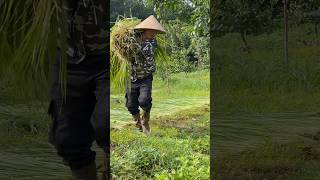 Harvesting Thatch Leaves for Traditional Roof Making in the Countryside [upl. by Nyleahs53]