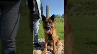 Nike German Shepherd training 🐕‍🦺 [upl. by Trenton]