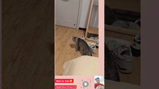 Cat Videos for Cats to Watch🐈‍⬛🐾 jawstherevenge shark cinema cat catshark jaws shorts brody [upl. by Matheny]