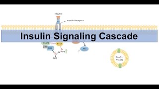 Insulin Signaling Cascade and Downstream Effects  Biochemistry Lesson [upl. by Anelhtac]