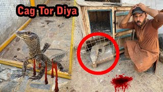 Monitor Lizard Ne Cage Phar Diya 😱 Shahzad Aslam Pets [upl. by Frasco733]