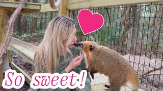 Why Coatimundis make GREAT pets We changed our minds [upl. by Ermeena310]