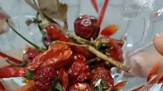 TOHUMLAR FİDANA FİDANLAR AĞACA👈🧿🧿🌶🍅🌶🍅domates biber tohumu nasıl ekilir [upl. by Neehar]