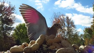 Chipmunk and mourning doves in the autumn sunshine [upl. by Cestar]