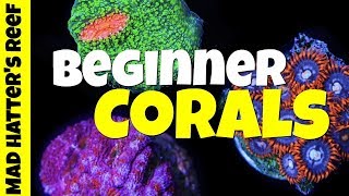 Top 10 Beginner Corals for Nano Reef Tanks [upl. by Itsirk]