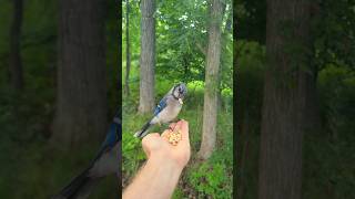 Adorable Blue Jay Hand Feeding [upl. by Llenwahs544]