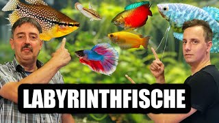 Labyrinthfische  Fadenfische für das Aquarium  Fischvorstellung [upl. by Ynatterb]