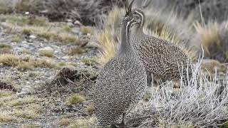 Perdiz Copetona Eudromia elegans patagonica [upl. by Sheridan]