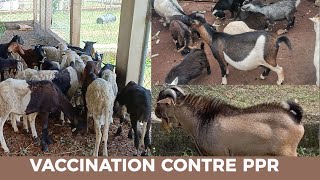 Vaccination des Moutons contre la PPR  Techniques dInjection SC IM IV [upl. by Mariken24]