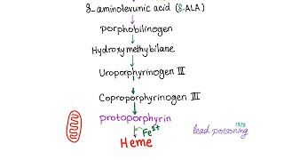 Heme Synthesis Pathway — Biochemistry and Hematology [upl. by Gothurd]