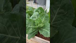 Growing Early Jersey Wakefield Cabbage garden urbangardeners growingvegetables [upl. by Acsirp]