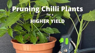 Prune Chilli Plants For A Higher Yield [upl. by Nnail162]