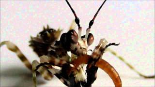 Spiny Flower Mantis Pseudocreobotra wahlbergii fighting for food [upl. by Seek]