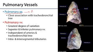 Lungs and Ventilation Pathway LO4  Bronchial vs Pulmonary Circulation [upl. by Dorthy]