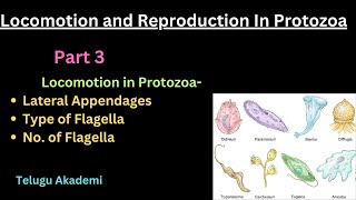 Locomotion and Reproduction Part 3 flagella lateral appendages telangana neet zoology [upl. by Nations]