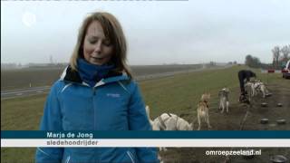 Sledehonden trainen in Colijnsplaat [upl. by Irahcaz]