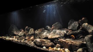 BADC2018  Lake Tanganyika Biotope Cape Chaitika Zambia 400 L [upl. by Ahgiel]