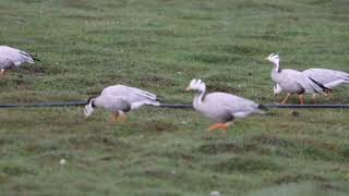 줄기러기Barheaded Goose L7076cm [upl. by Scotty279]