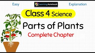 Class 4 Science Parts of Plants [upl. by Assirec]