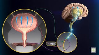 Micturition Reflex  animation [upl. by Nnad]