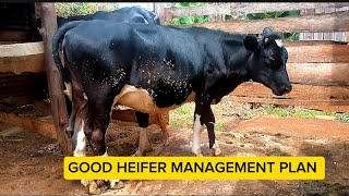 HEIFER MANAGEMENT PRACTICES [upl. by Oniotna686]