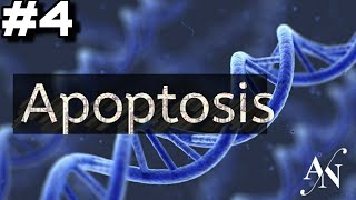 Apoptosis 🧬 باثولوجي بالعربي شرح [upl. by Eitsyrhc]