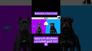 Rottweiler vs Cane Corso DOG Malayalam  Kerala cp7 [upl. by Eiggam602]