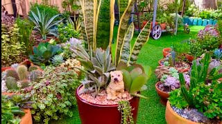 Mother in Laws Tongue  Sansevieria Trifasciata Replanting [upl. by Imefulo580]