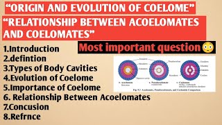 Relationship between acoelomates and coelomates  origin and evolution of coelome coelom [upl. by Yetnom]