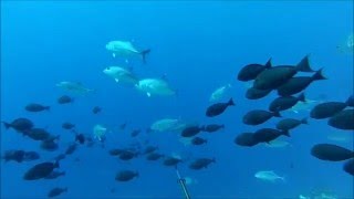 Tuamotu Spearfishing [upl. by Dinan]