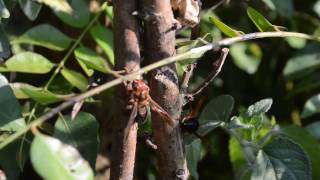 Asian giant hornet Vespa mandarinia Hornets with another big hornet on a tree [upl. by Uriah721]