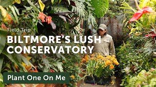 BILTMORE ESTATE Conservatory Tour — Ep 371 [upl. by Ennovyhs741]