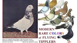 ENGLISH FLYING TIPPLERS BY BIO PIGEON BIO RESEARCH [upl. by Defant]