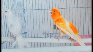 canary singing timbrado [upl. by Oly]