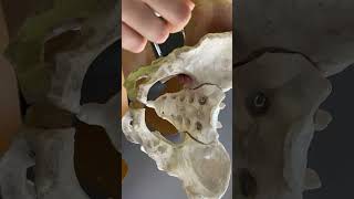 Demonstrate the landmarks and diameters of fetal skull amp female pelvis [upl. by Eleni]