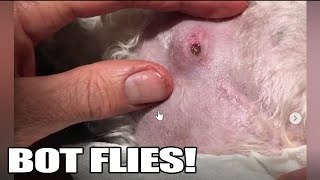 Bot Fly Removal Top 10 Bot Fly Removal of All Time [upl. by Yerbua]