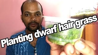 Planting dwarf hairgrass [upl. by Neerak457]