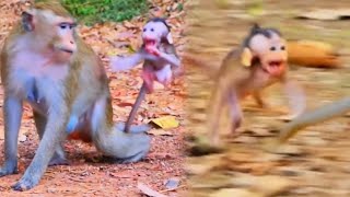 The baby monkey was afraid of being abandoned by mother so he always clung to her and felt insecure [upl. by Malissia]