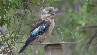 Bluewinged Kookaburra Birds of Australia [upl. by Belle]