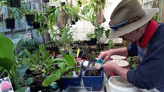 Pleione Repotting Terrestrial Orchids [upl. by Riccio]