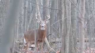 cerf de virginie période du rut part 5 longueuil [upl. by Aem656]