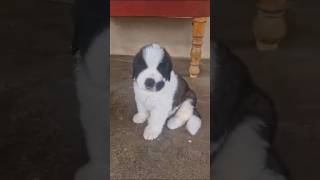 Saint Bernard puppies [upl. by Farleigh975]