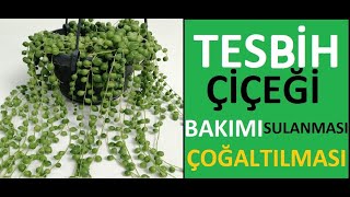 Tesbih çiçeğinin bakımı sulanması toprak değişimi ve çoğalması nasıl yapılır Senecio rowleyanus [upl. by Jody]