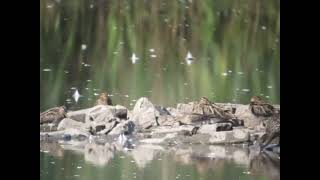 Pectoral Sandpiper Blacktoft Sands [upl. by Eillak]