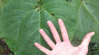 Naver Touch In Gympie Gympie Plants facts Plants gympie shortsvideo plant [upl. by Attehcnoc]