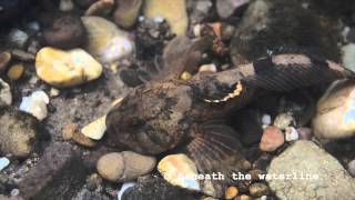 Bullhead Cottus gobio Underwater UK [upl. by Weiner213]