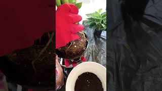 Repotting Dieffenbachia  Dieffenbachia Plant Care shorts waterleaf herbaceous pelargonium [upl. by Nac]