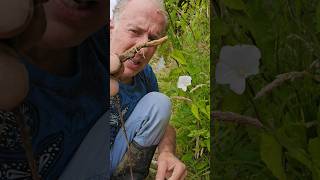 Bindweed calystegia sylvatica invasivespecies permaculture gardening explore adventure [upl. by Bel656]