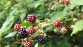 Bramble berries  Rubus fruticosa  Brómber að taka á sig lit  Berjarunni [upl. by Naara]