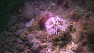 SCUBA diving in the Mixon Hole Sussex [upl. by Roter]